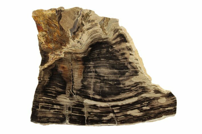 Polished Oligocene Petrified Wood (Pinus) - Australia #247851